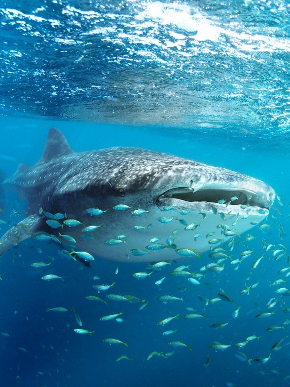 tiburón ballena snorkel
